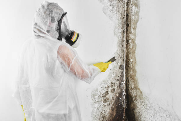 Best Attic Mold Removal  in Belle Isle, FL