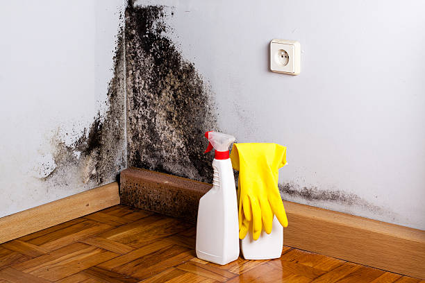 Best Black Mold Removal  in Belle Isle, FL