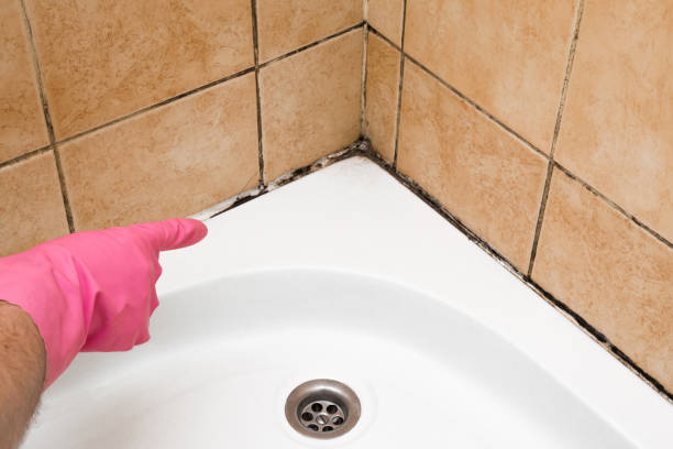 Home Mold Removal in Belle Isle, FL